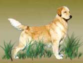 Welcome to Hillock Golden Retrievers